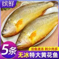 大黄花鱼570-600克一条五条