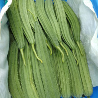 本地丝瓜500g