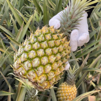徐闻菠萝